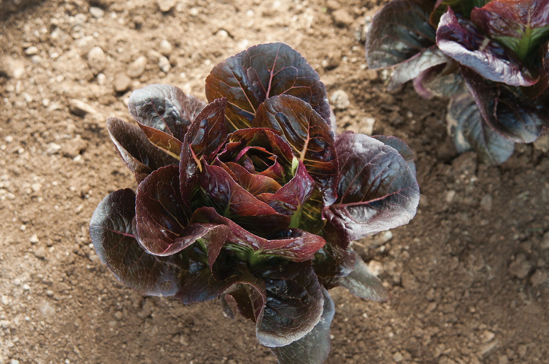 Truchas Romaine Lettuce (Cos)