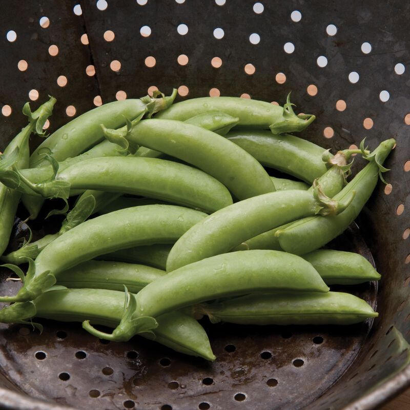 Sugar Snap Snap Peas