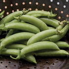 Sugar Snap Sugar Snap Snap Peas