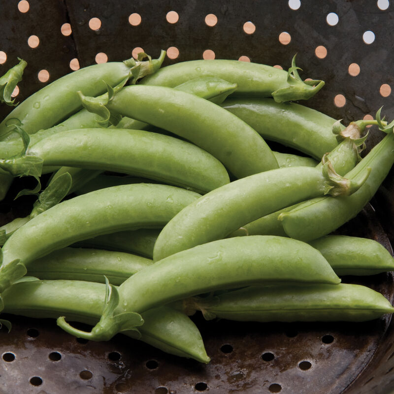 Sugar Snap Sugar Snap Snap Peas