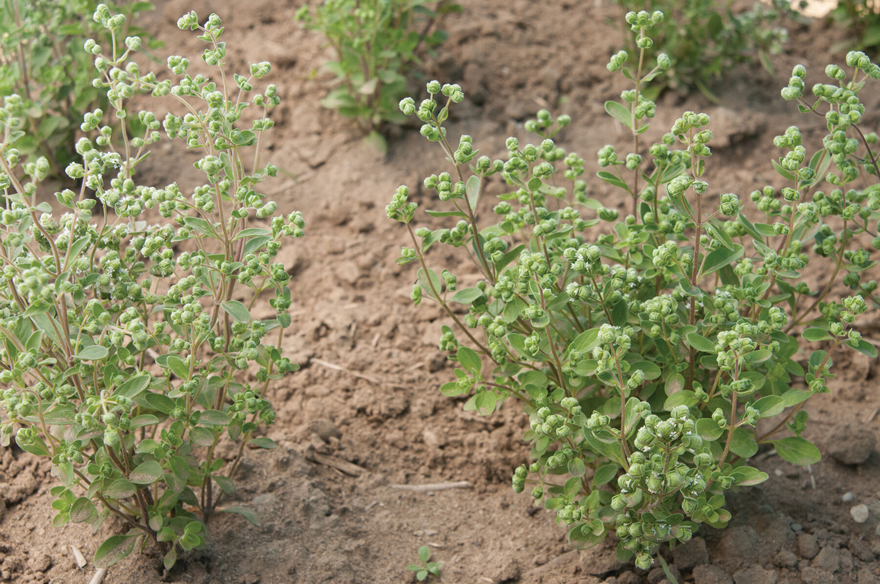 Sweet Marjoram Marjoram