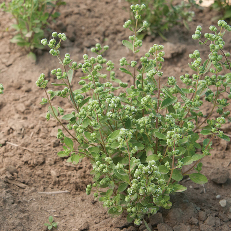 Sweet Marjoram Sweet Marjoram Marjoram