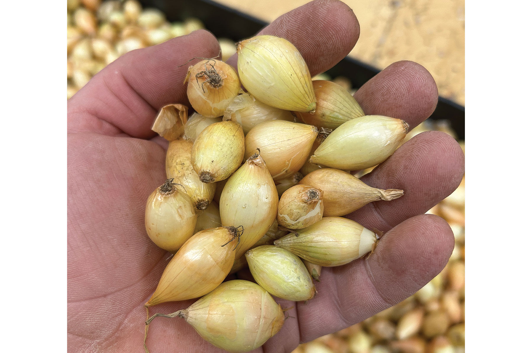 Onion Plants & Onion Sets | Johnny's Selected Seeds