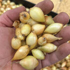 Shakespeare – Spring-Planted Onion Plants & Sets