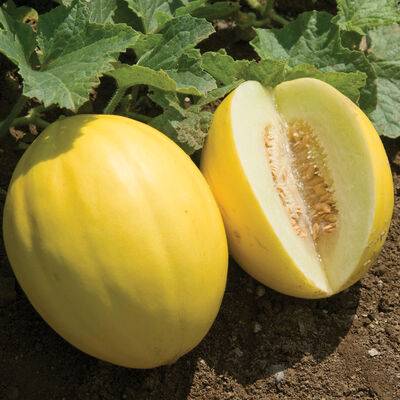 Brilliant Brilliant Canary Melons