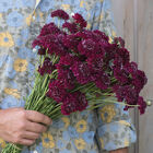 Merlot Red Merlot Red Scabiosa (Pincushion Flower)