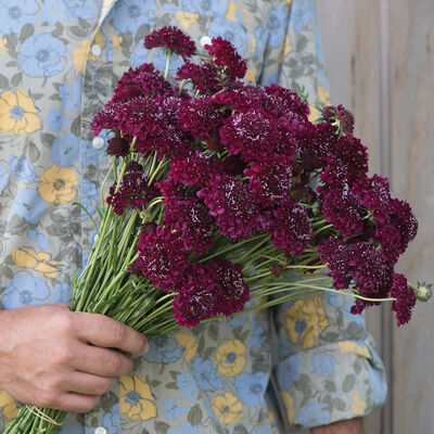 Merlot Red Merlot Red Scabiosa (Pincushion Flower)