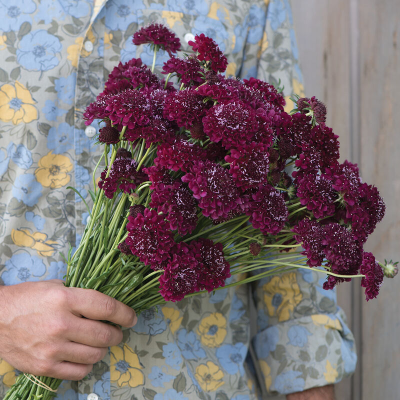 Merlot Red Merlot Red Scabiosa (Pincushion Flower)