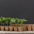 12 Cell Fertil Pots Strip – 64 Count Biodegradable Pots