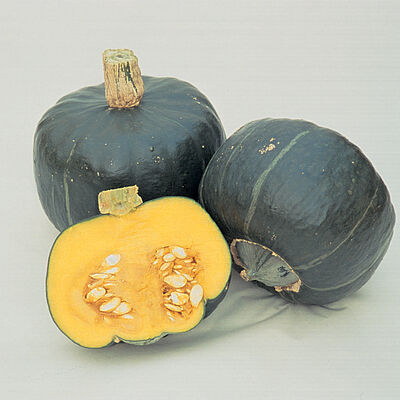 Buttercup (Burgess Strain) Buttercup (Burgess Strain) Winter Squash