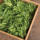 Frisygo One-Cut Lettuce