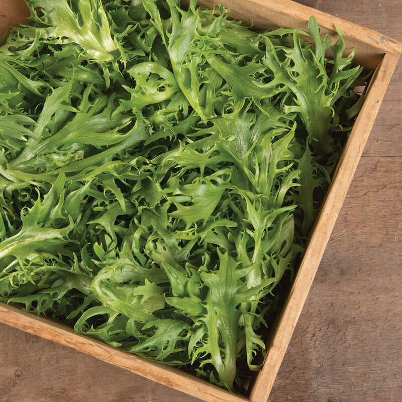 Frisygo One-Cut Lettuce
