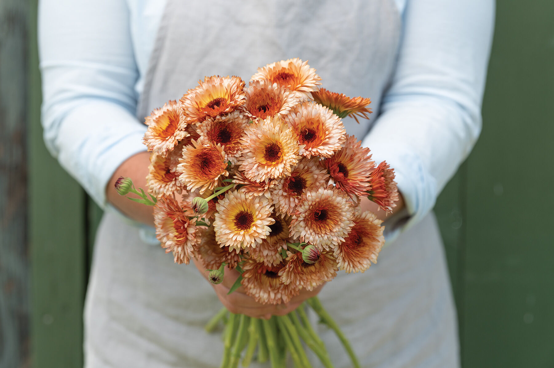 Orange Flash - Calendula Seed | Johnny's Selected Seeds