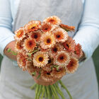 Orange Flash Calendula