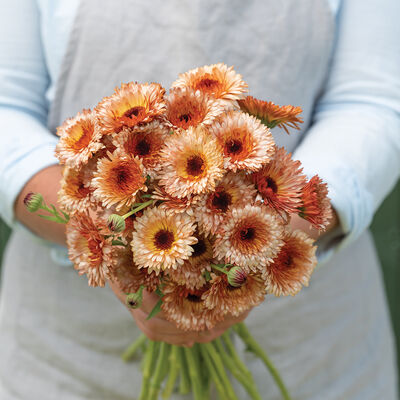 Orange Flash Calendula