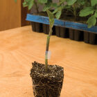 Estamino Rootstock Tomatoes