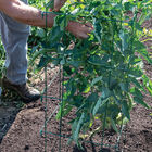 Tomato Cages, Green – 48" Cages & Fences