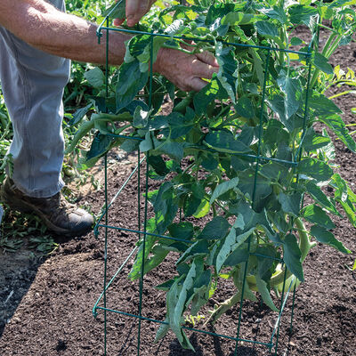 Tomato Cages, Green – 48" Cages & Fences