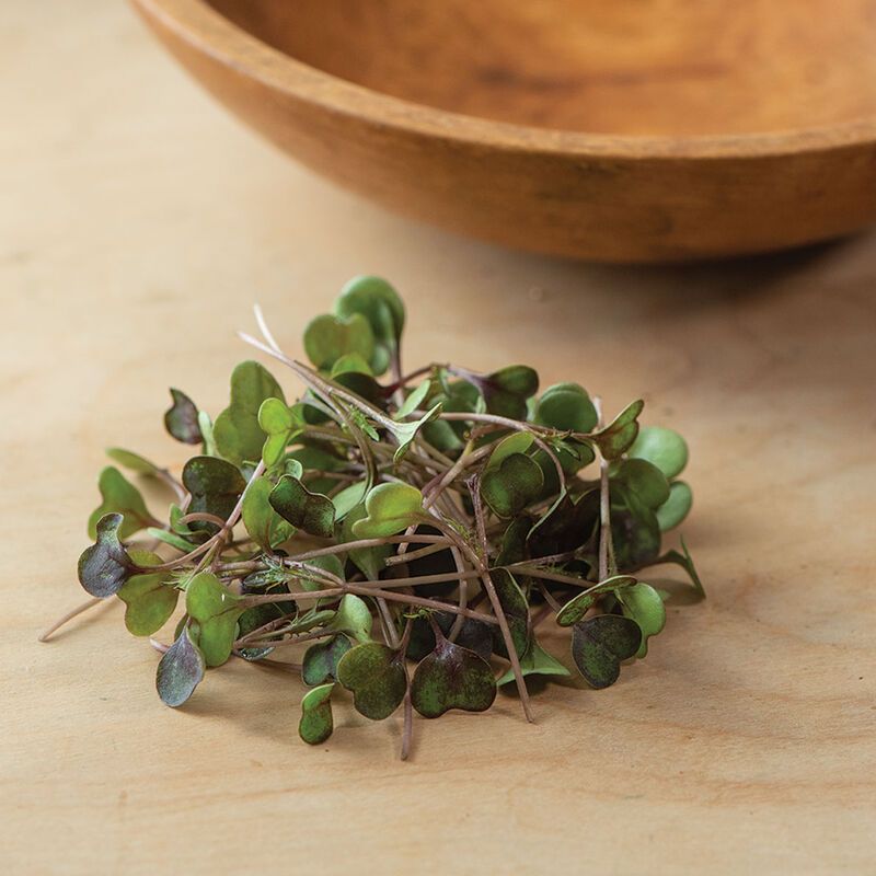 Kale, Purple Reign Microgreen Vegetables