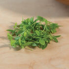 Parsley Microgreen Herbs