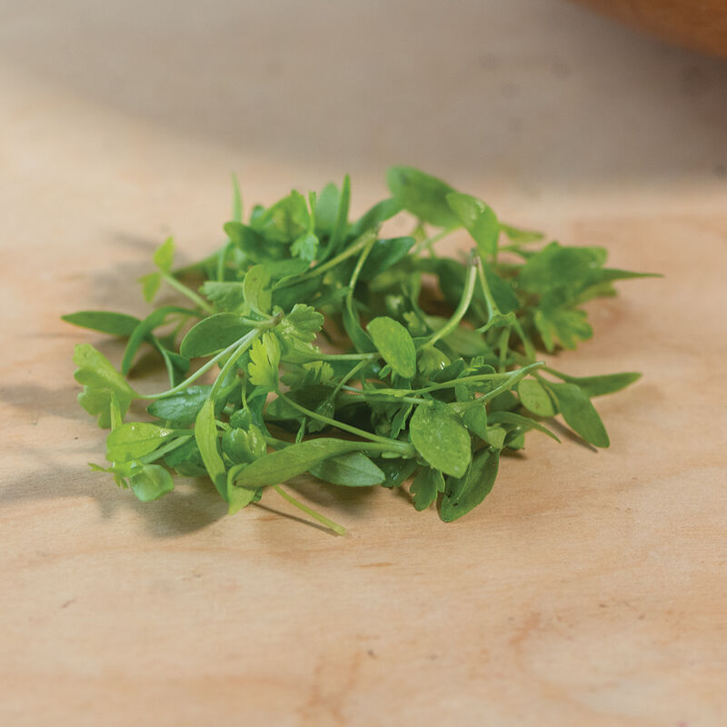 Parsley Microgreen Herbs
