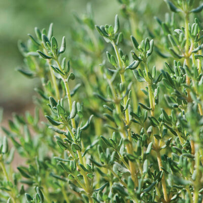 Thyme Seeds, Organic Varieties