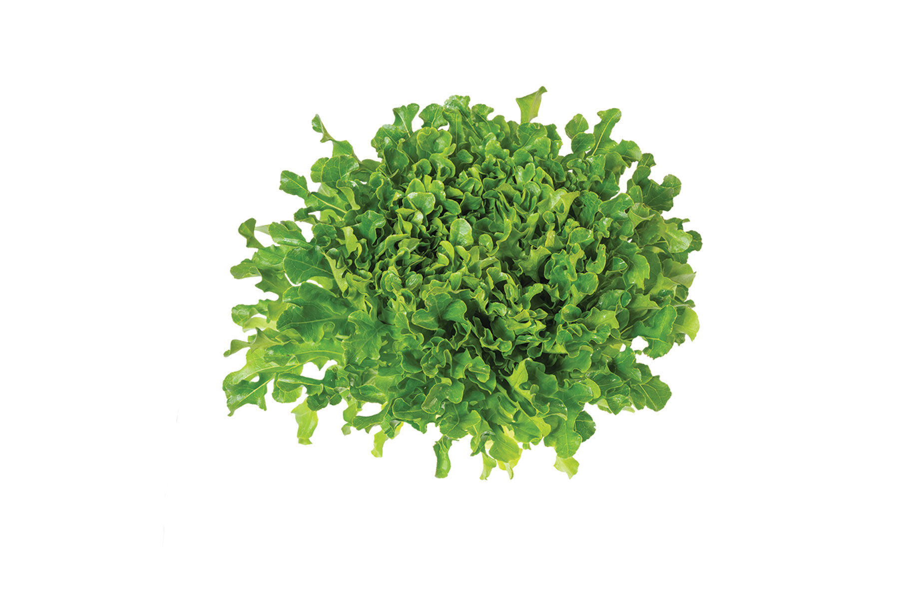 Salanova® Green Upright Oak - Pelleted Lettuce Seed | Johnny's