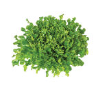 Salanova® Green Upright Oak Salanova® Lettuce