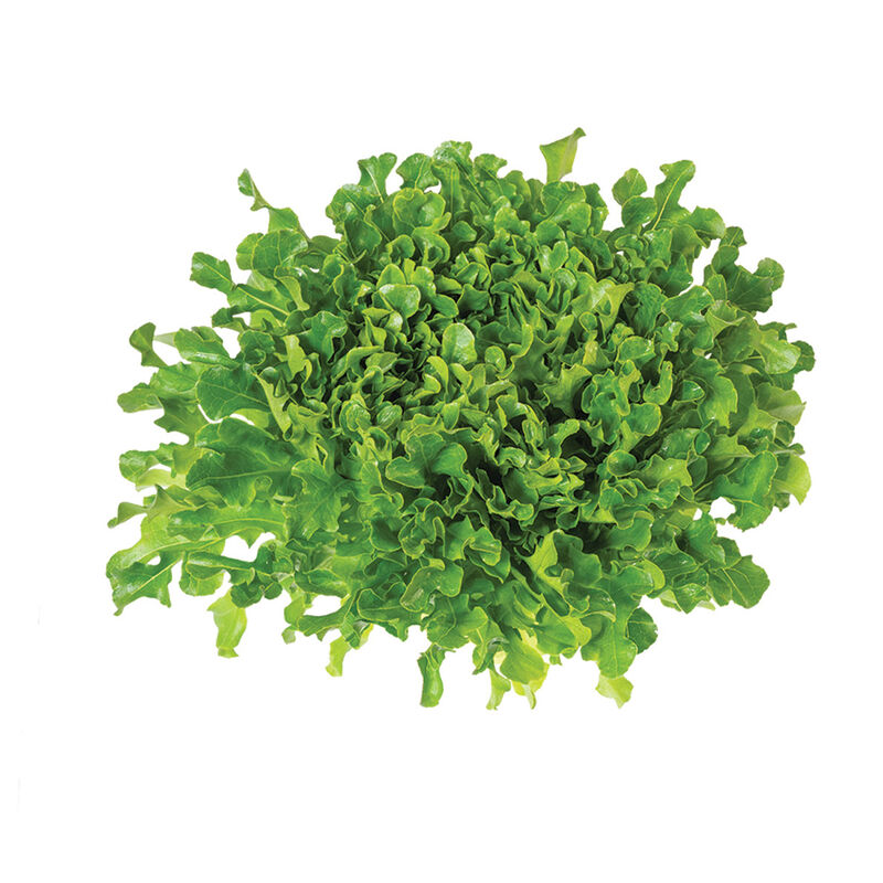 Salanova® Green Upright Oak Salanova® Lettuce