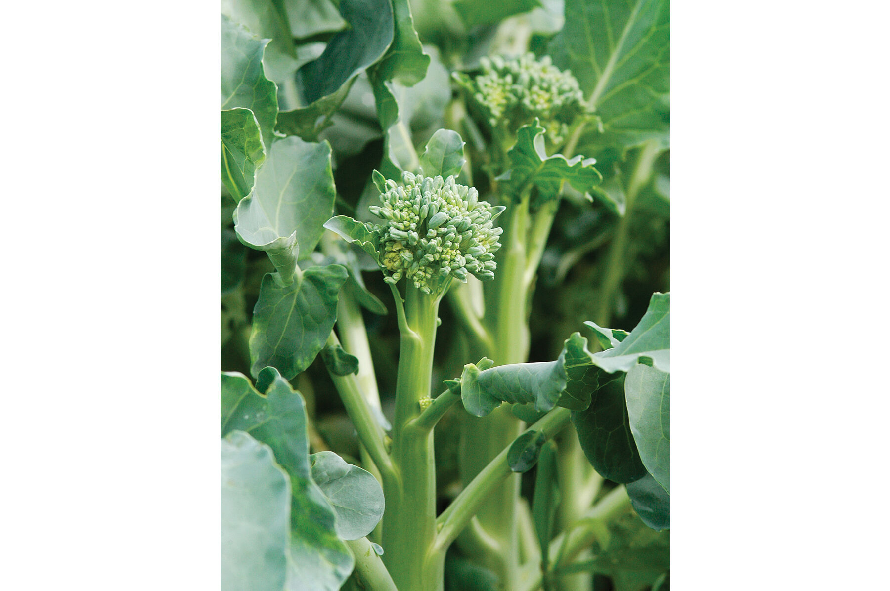 Happy Rich Mini Broccoli