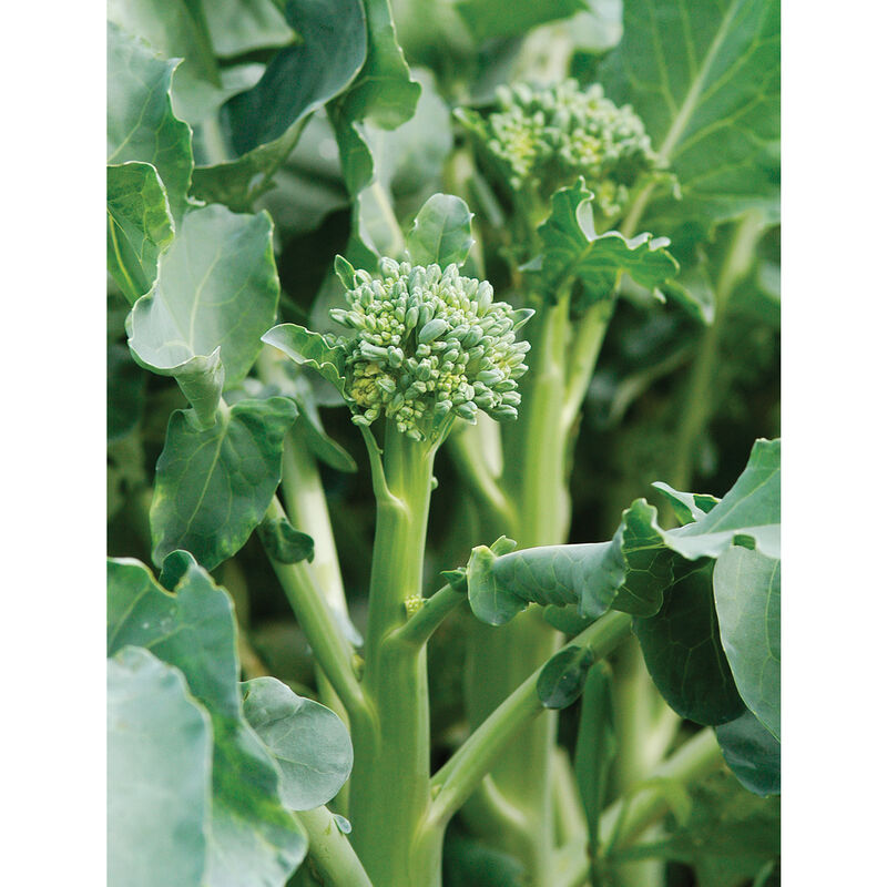 Happy Rich Mini Broccoli