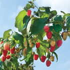Polka Raspberry