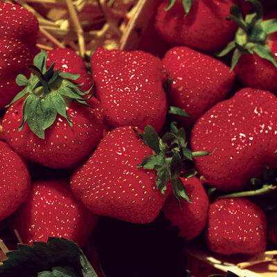 Jewel – Spring-Planted Strawberry Bare-Root Plants