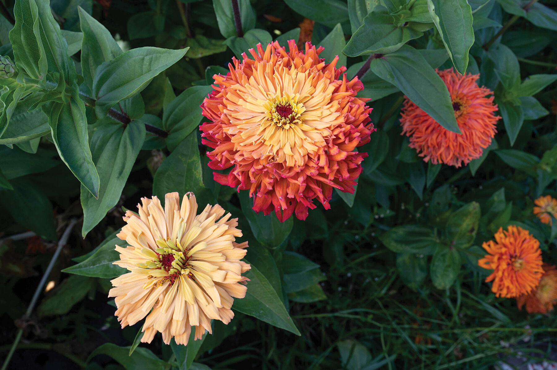 Agave - Zinnia Seed | Johnny's Selected Seeds