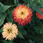 Agave Zinnias