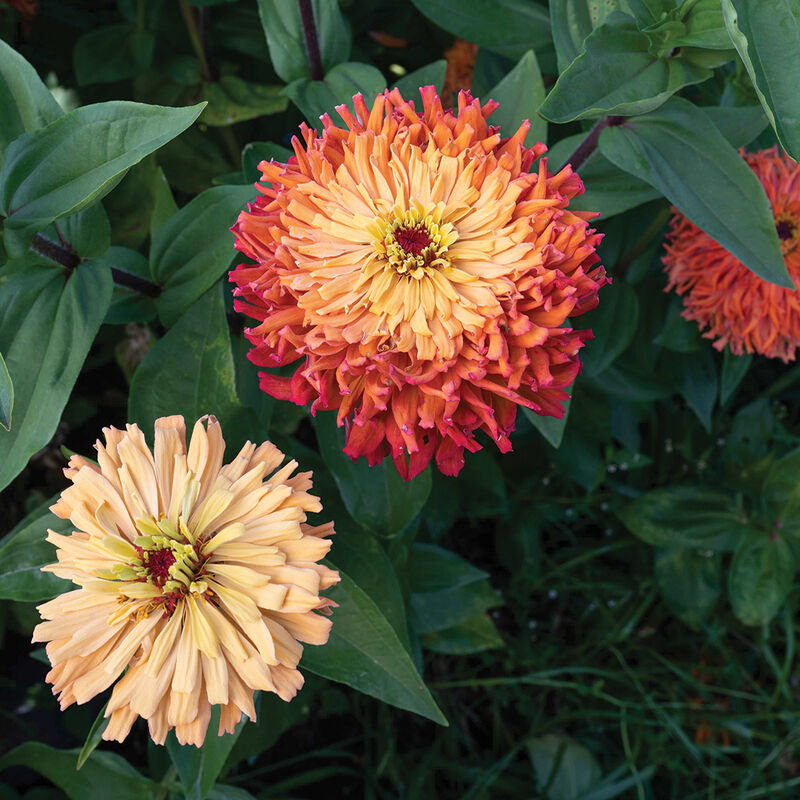 Agave Zinnias