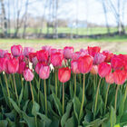 Blush Blend Tulips
