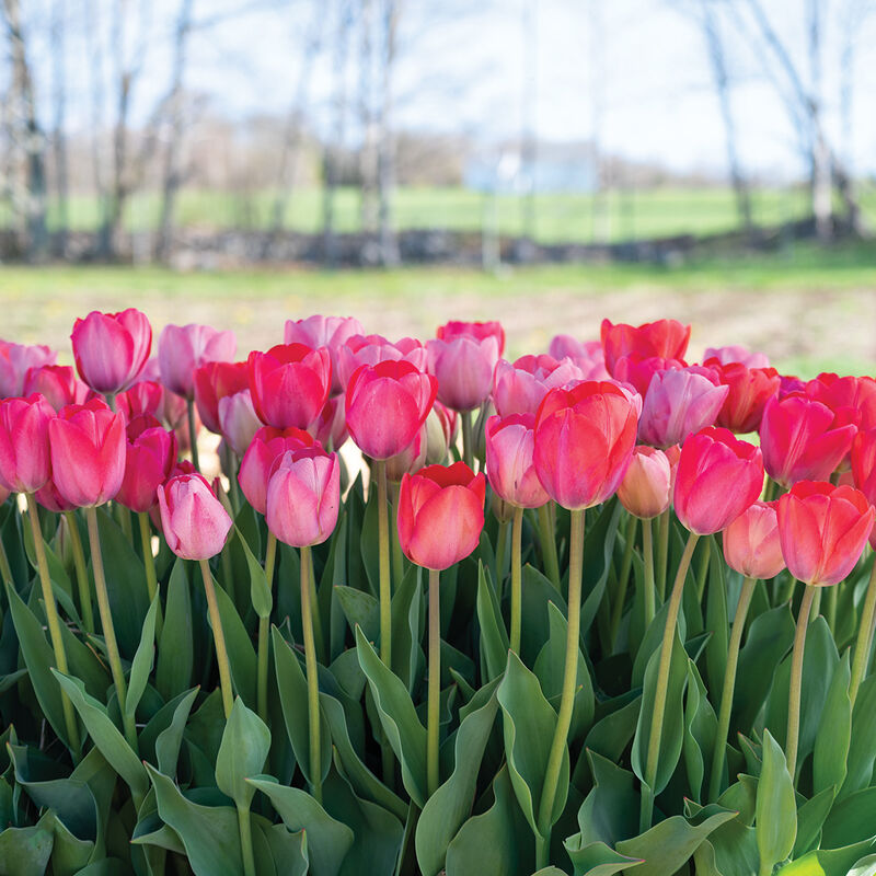 Blush Blend Tulips
