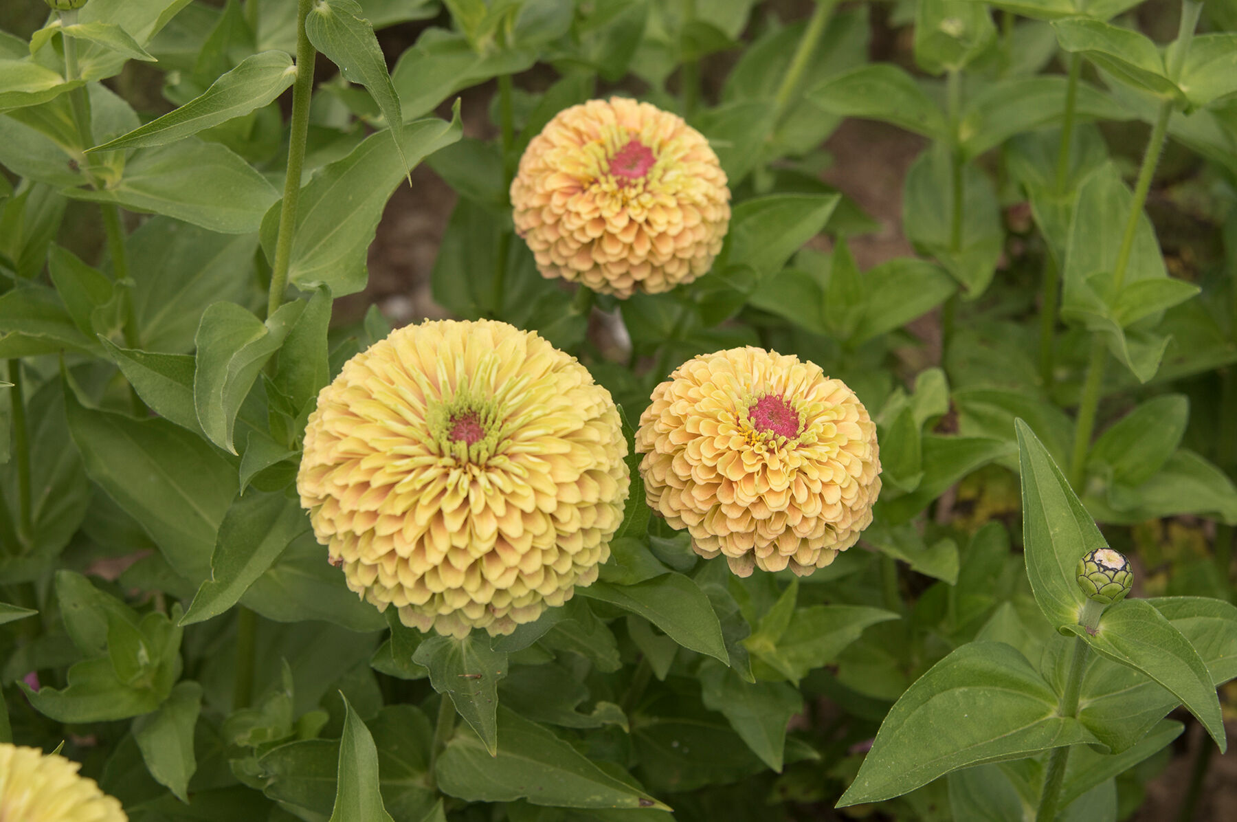 Queeny Lime with Blush Zinnias