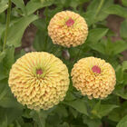 Queeny Lime with Blush Zinnias