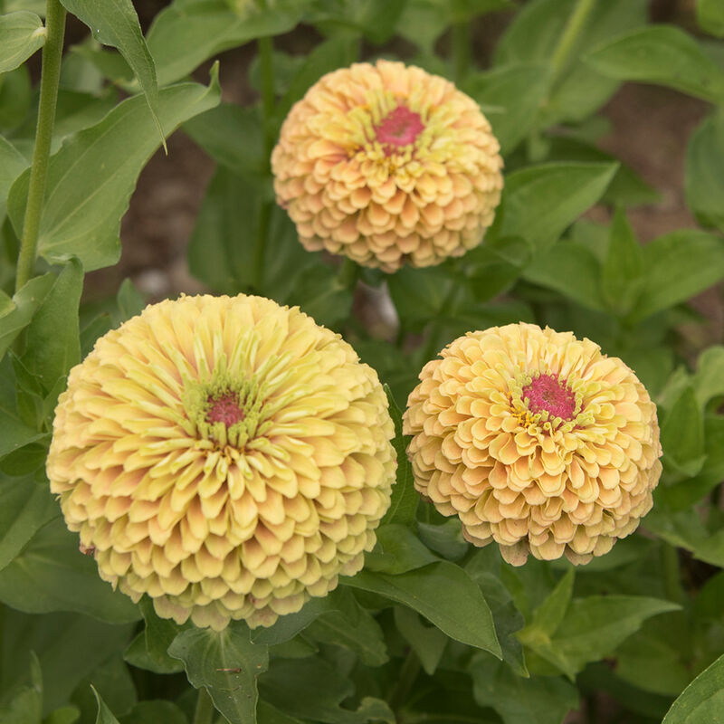 Queeny Lime with Blush Queeny Lime with Blush Zinnias