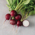 Purpella Round Radishes
