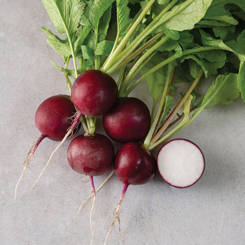 Purpella Round Radishes