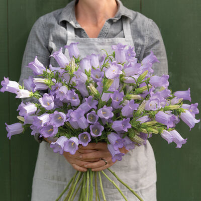 Champion Lavender Campanula (Bellflower)