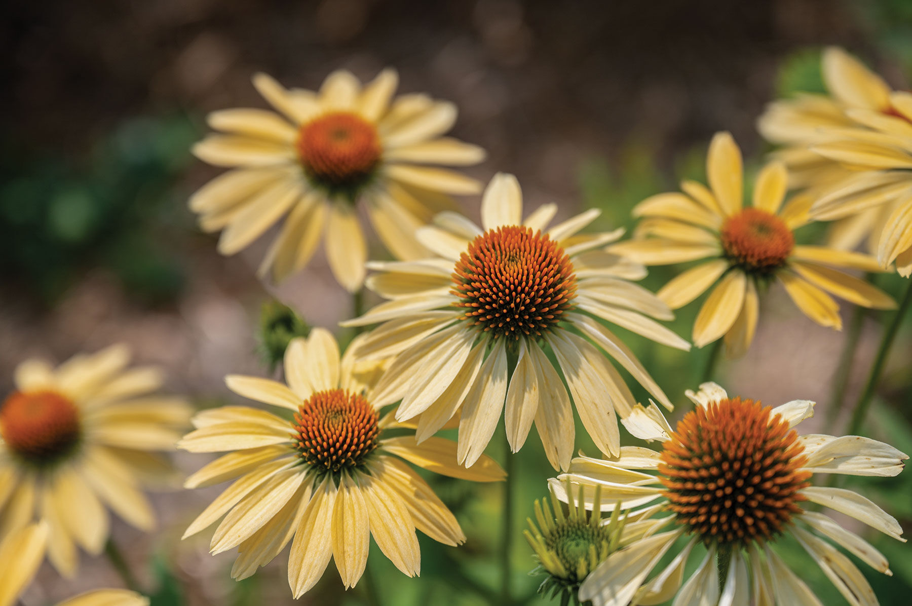 Recently Added Products | Johnny's Selected Seeds