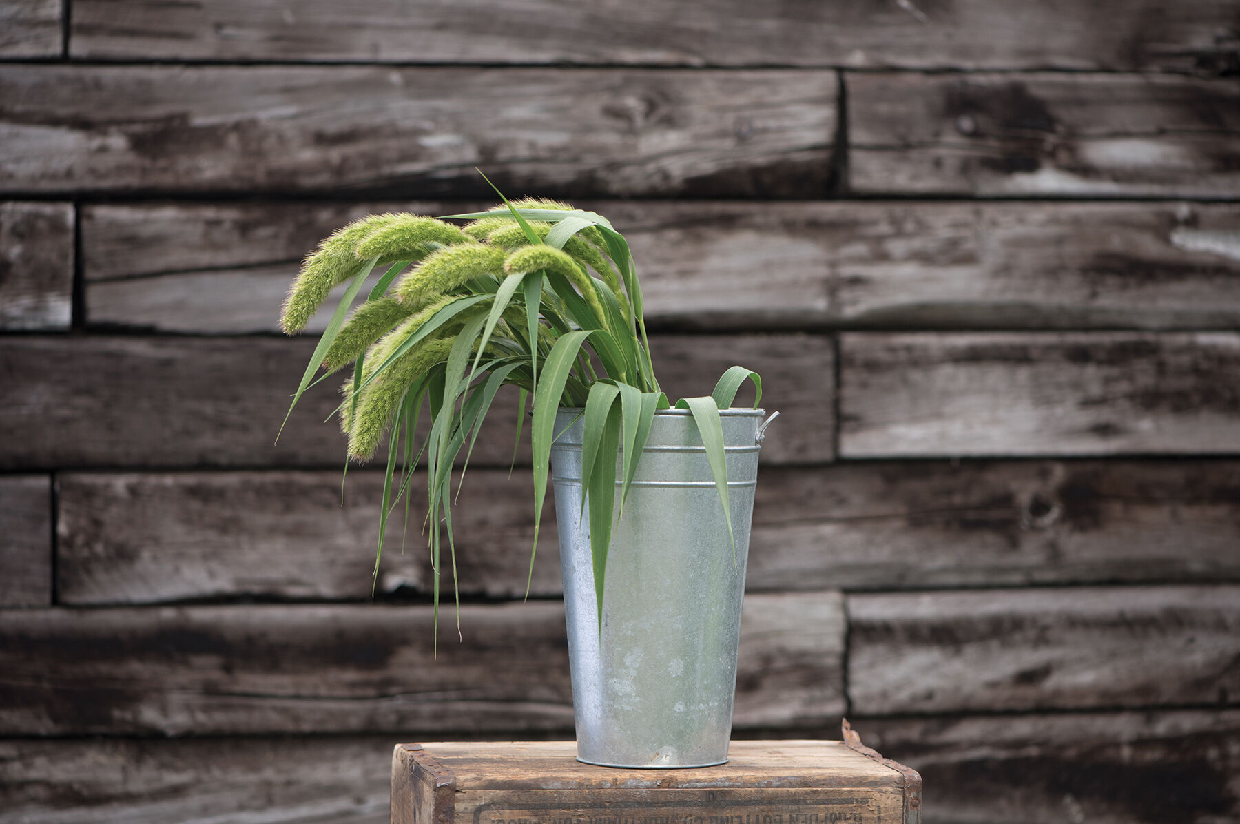 Lime Light Spray Millet - Ornamental Grass | Johnny's