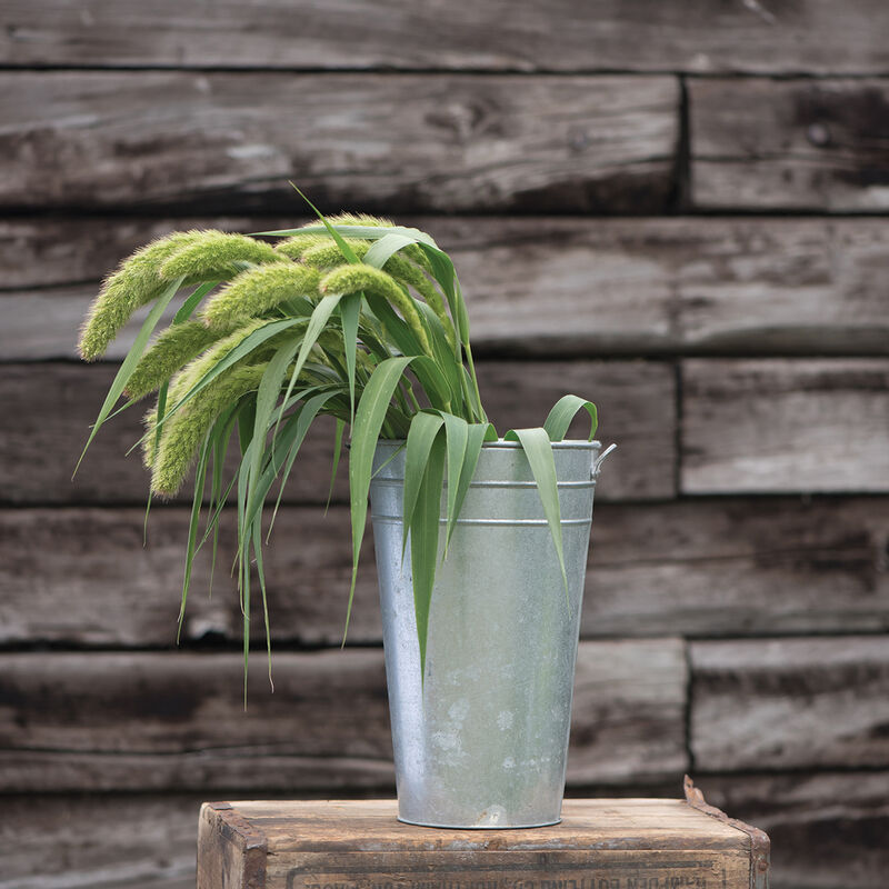 Lime Light Spray Millet Grasses, Ornamental