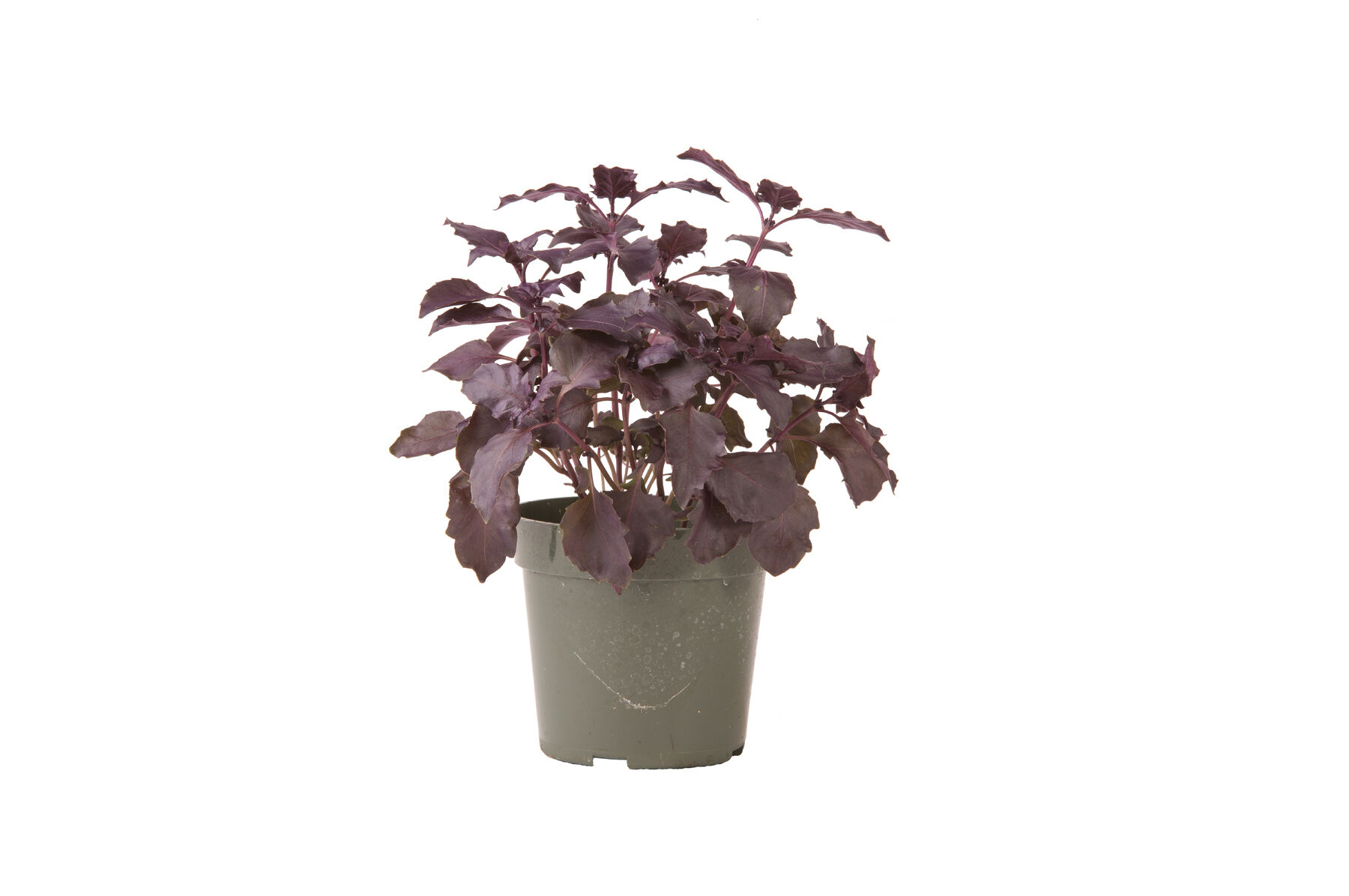 Johnny's Selected Seeds Dark Opal Basil Seed - Thumbnail 2