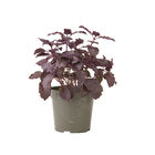 Dark Opal Purple Basil