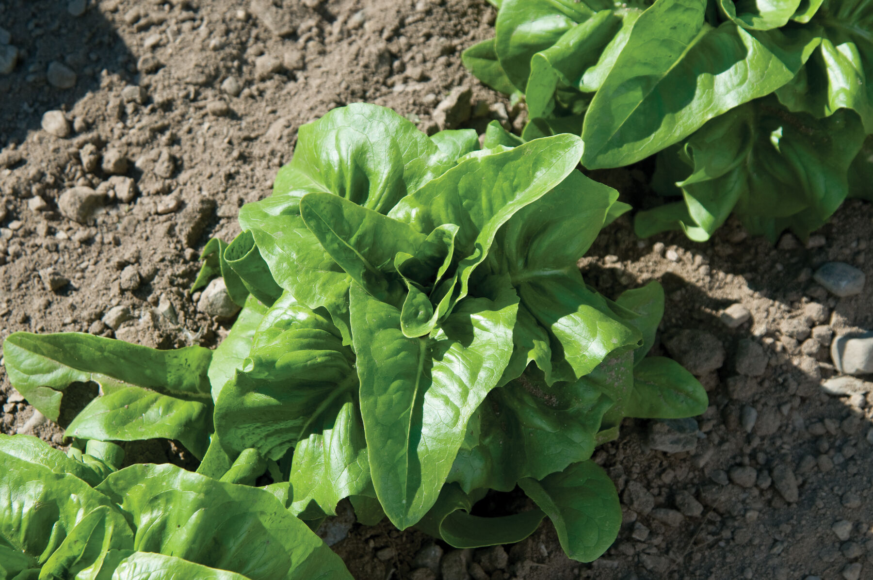 Deer Tongue - Heirloom & Organic Lettuce Seed | Johnny's